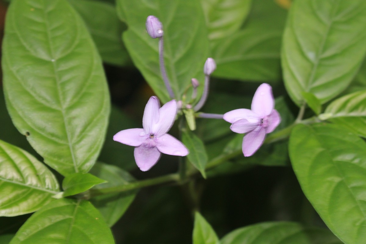 Pseuderanthemum